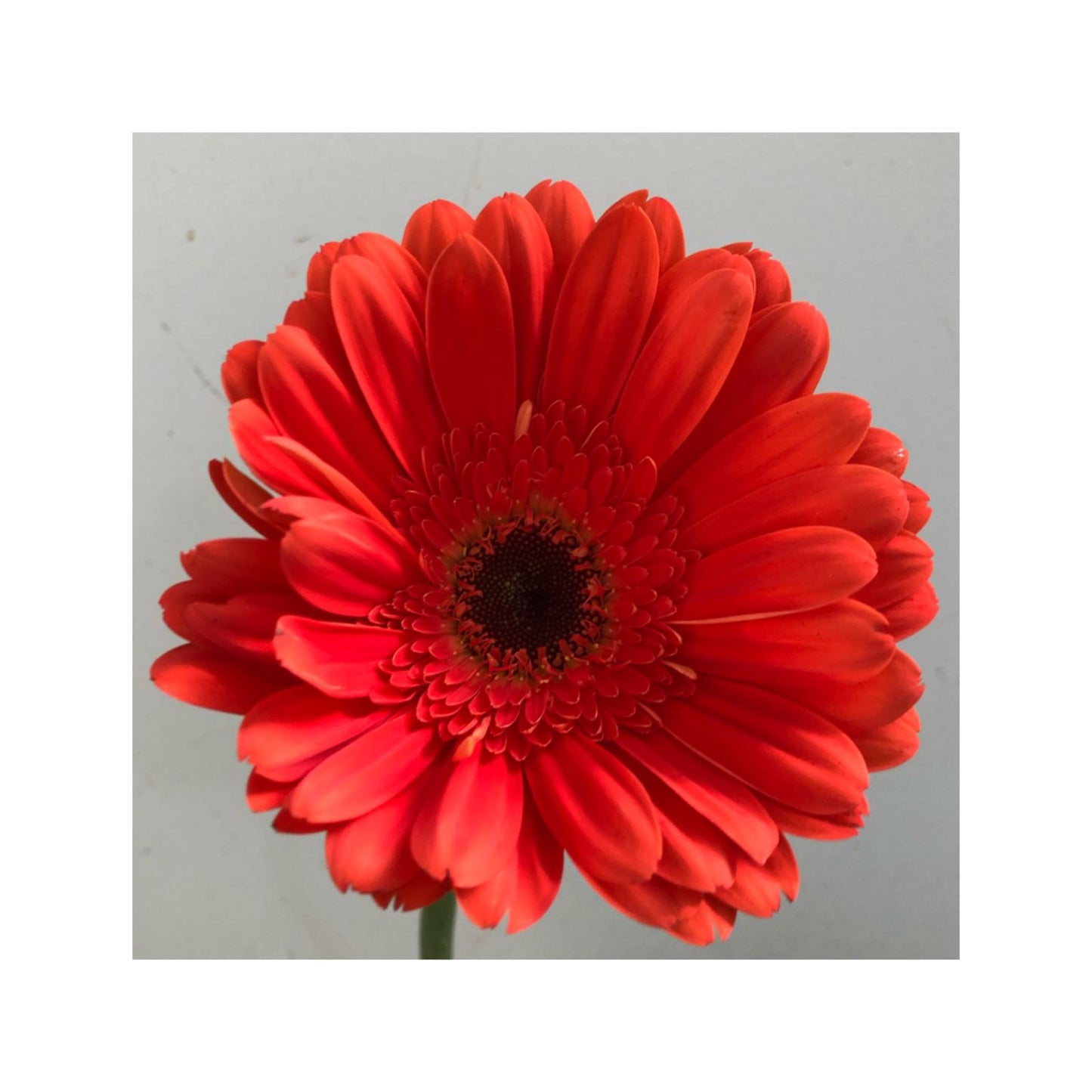 Gerbera naranja oscura