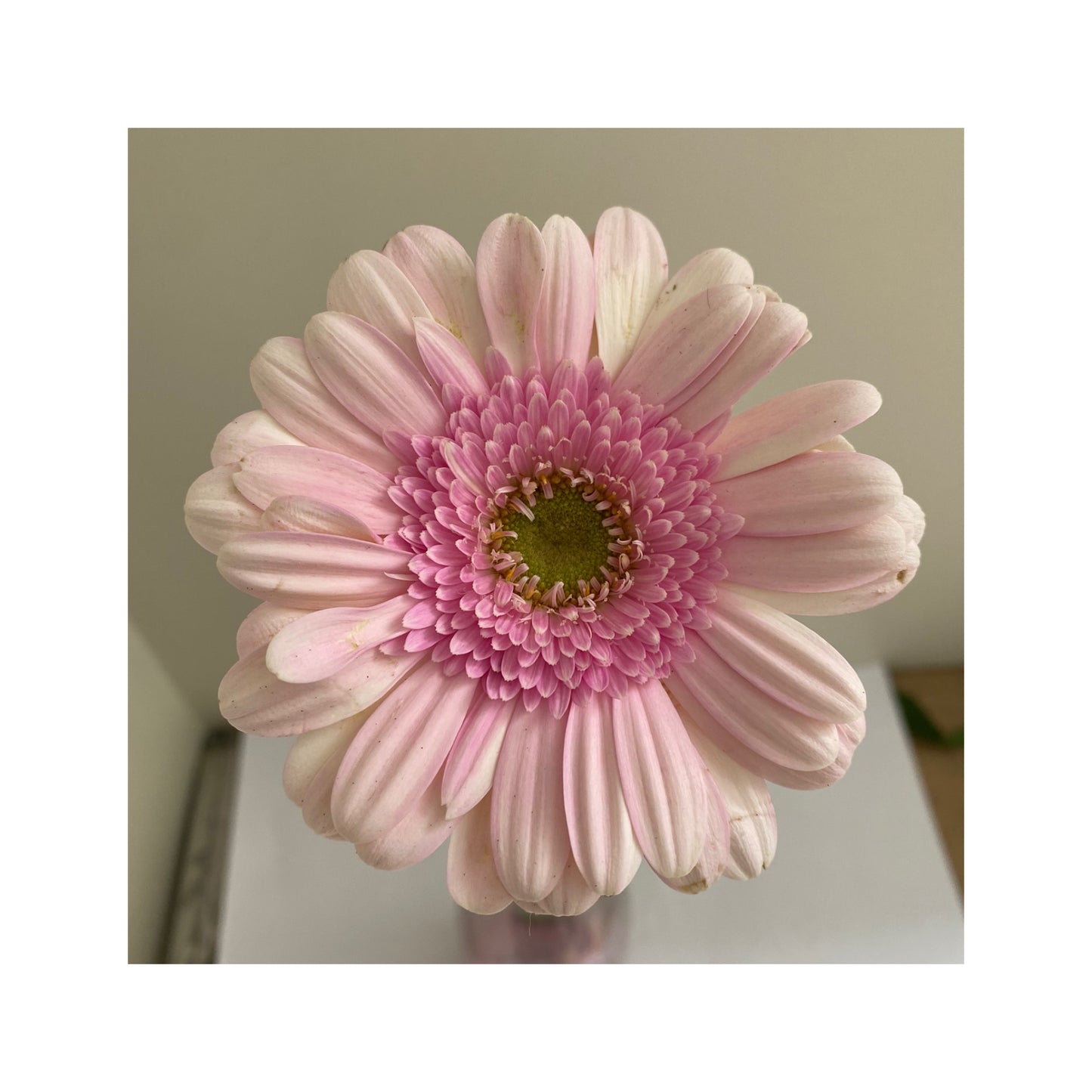 Gerbera rosada dos tonos