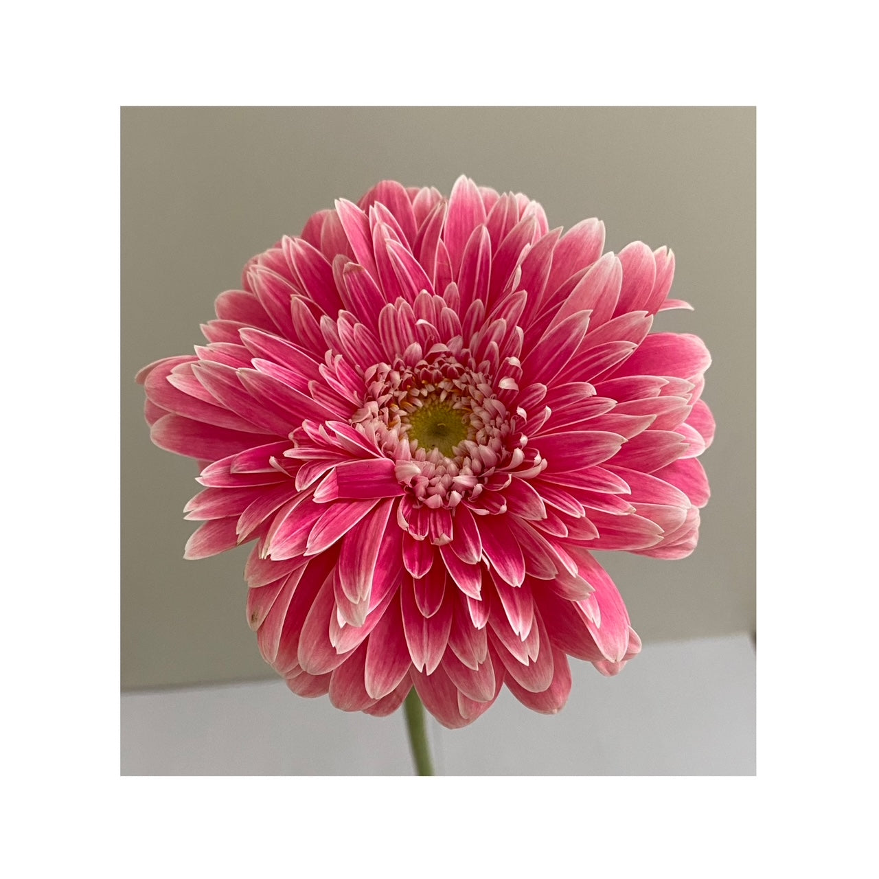 Gerbera pompón rosada