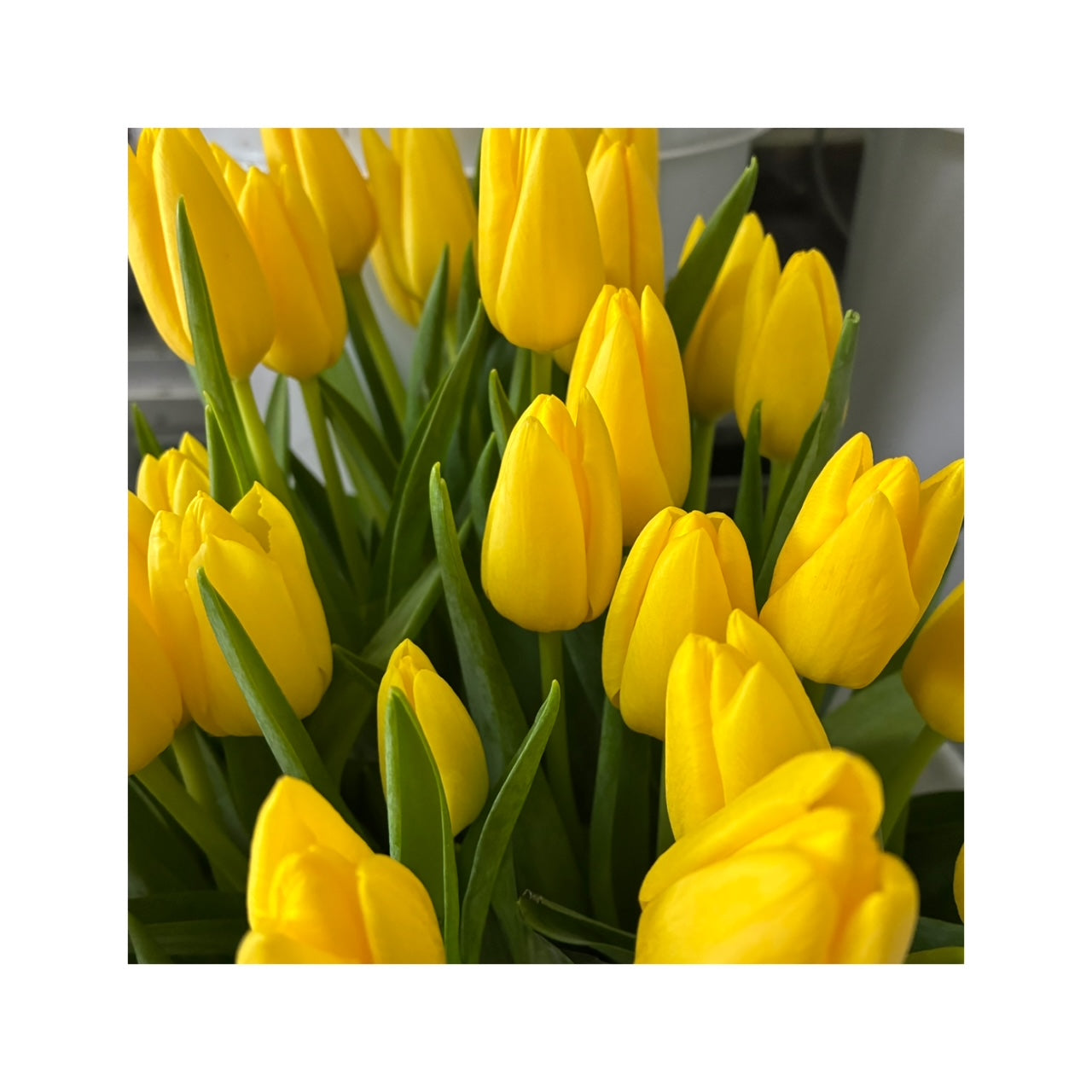 tulipanes amarillos