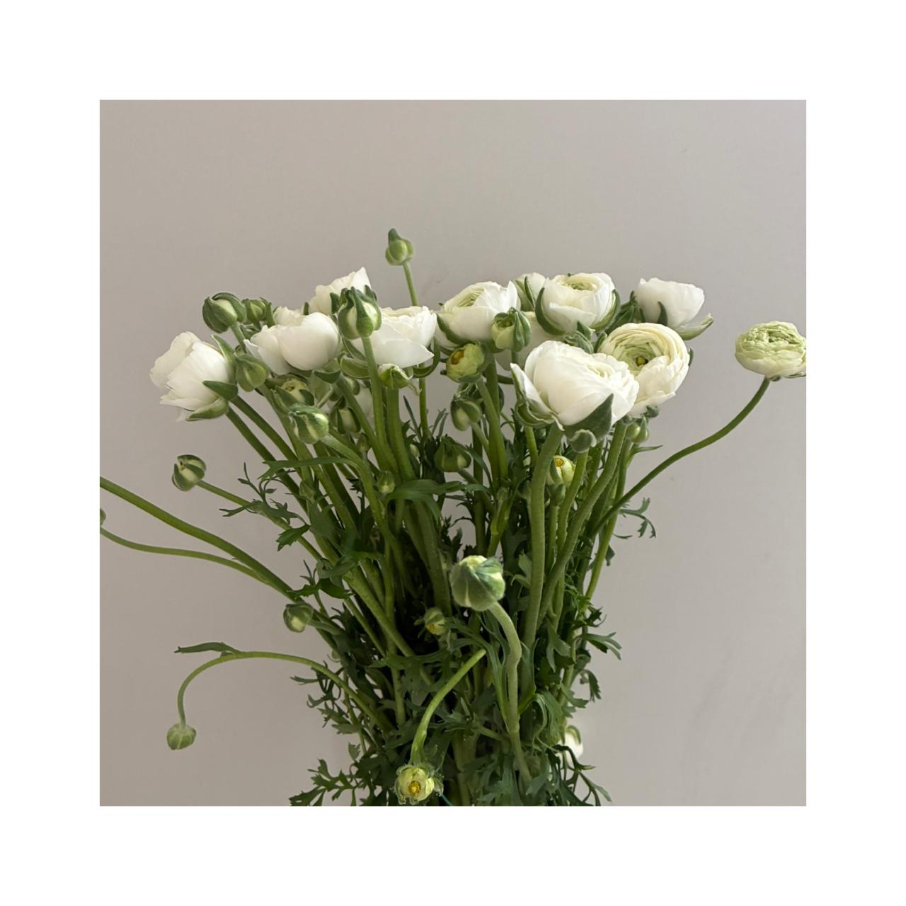 Ranúnculos blancos