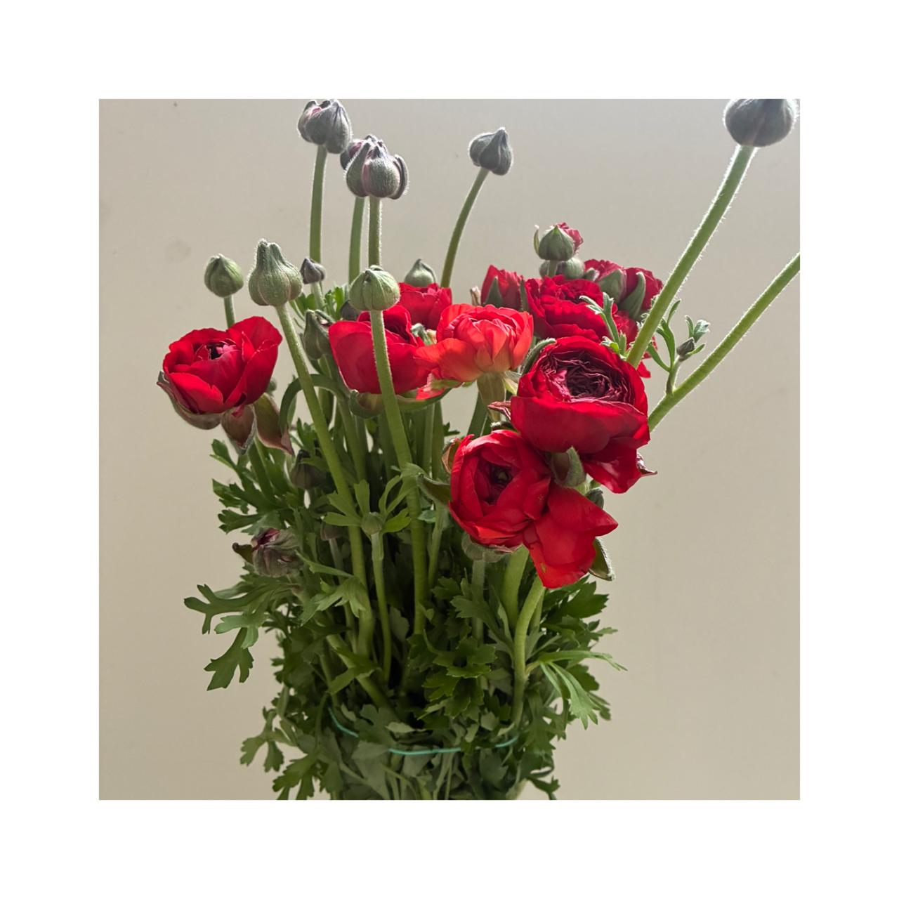 Ranúnculos rojos