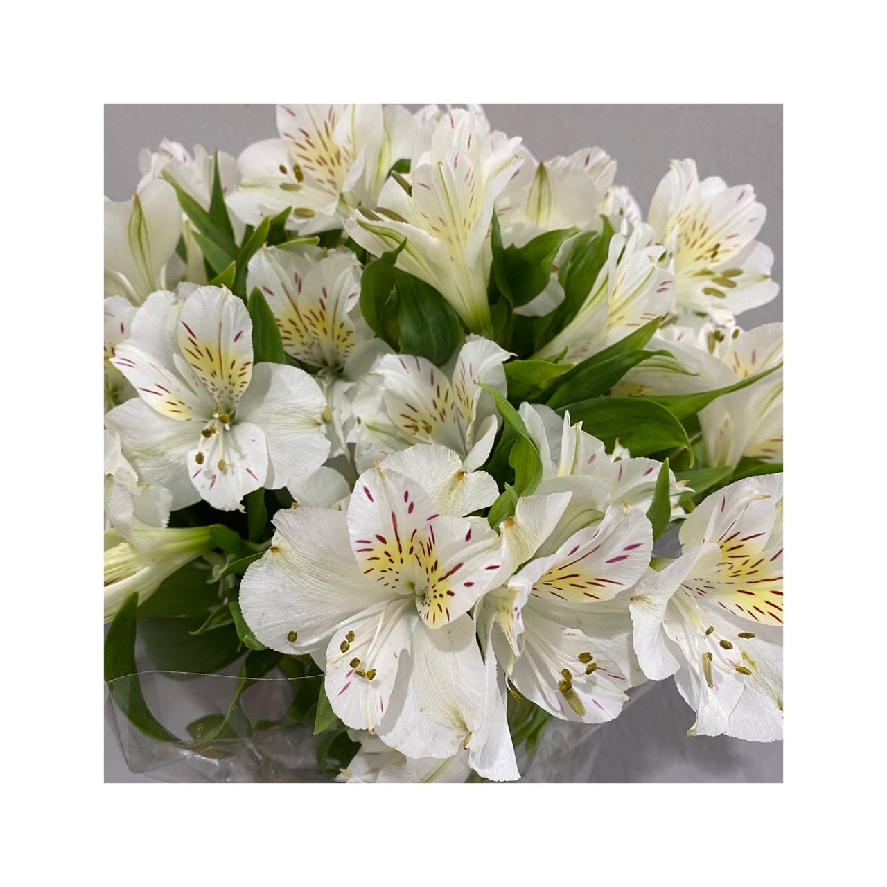 Alstroemeria blanca