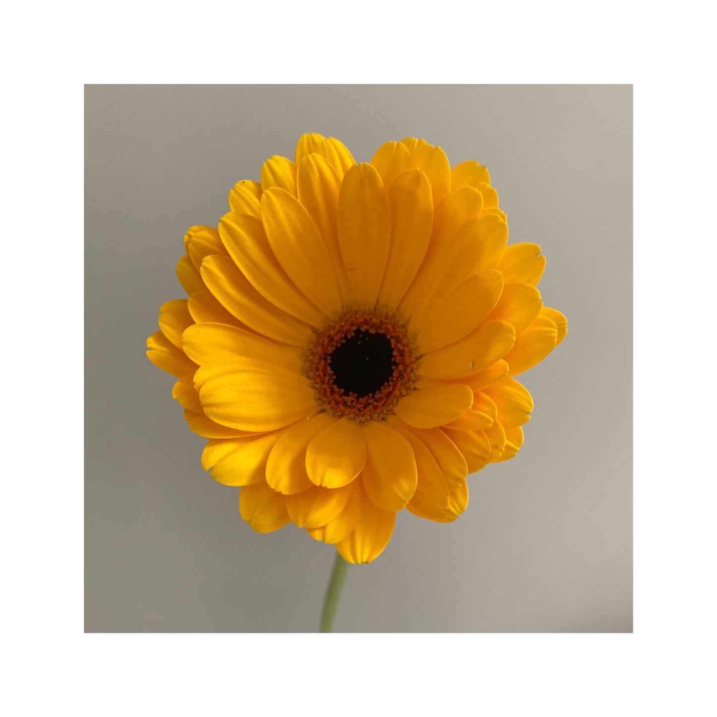 Gerbera amarilla oscura