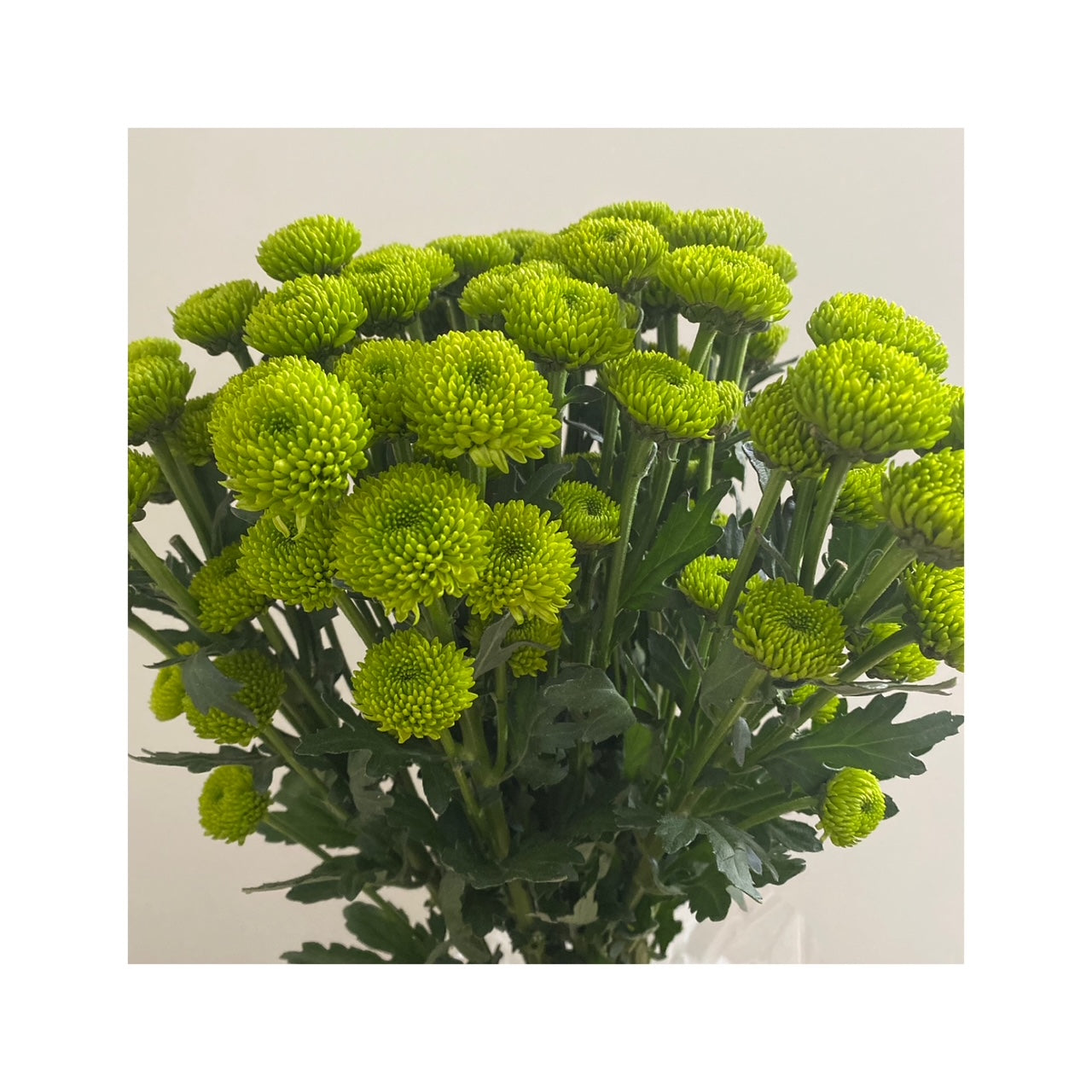 Maules pompón verde