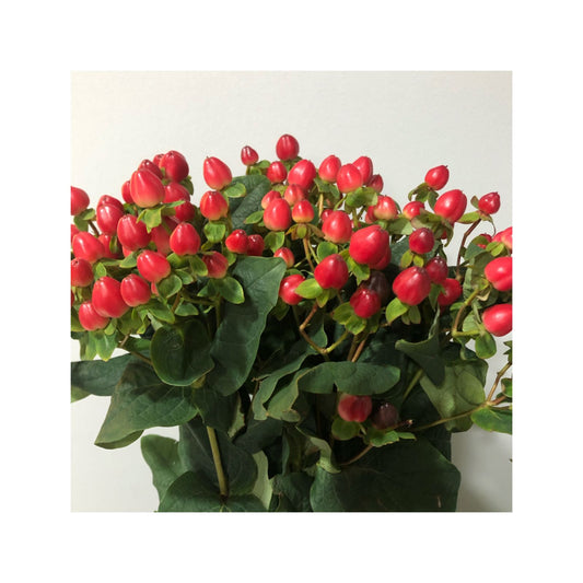 Hypericum rojo