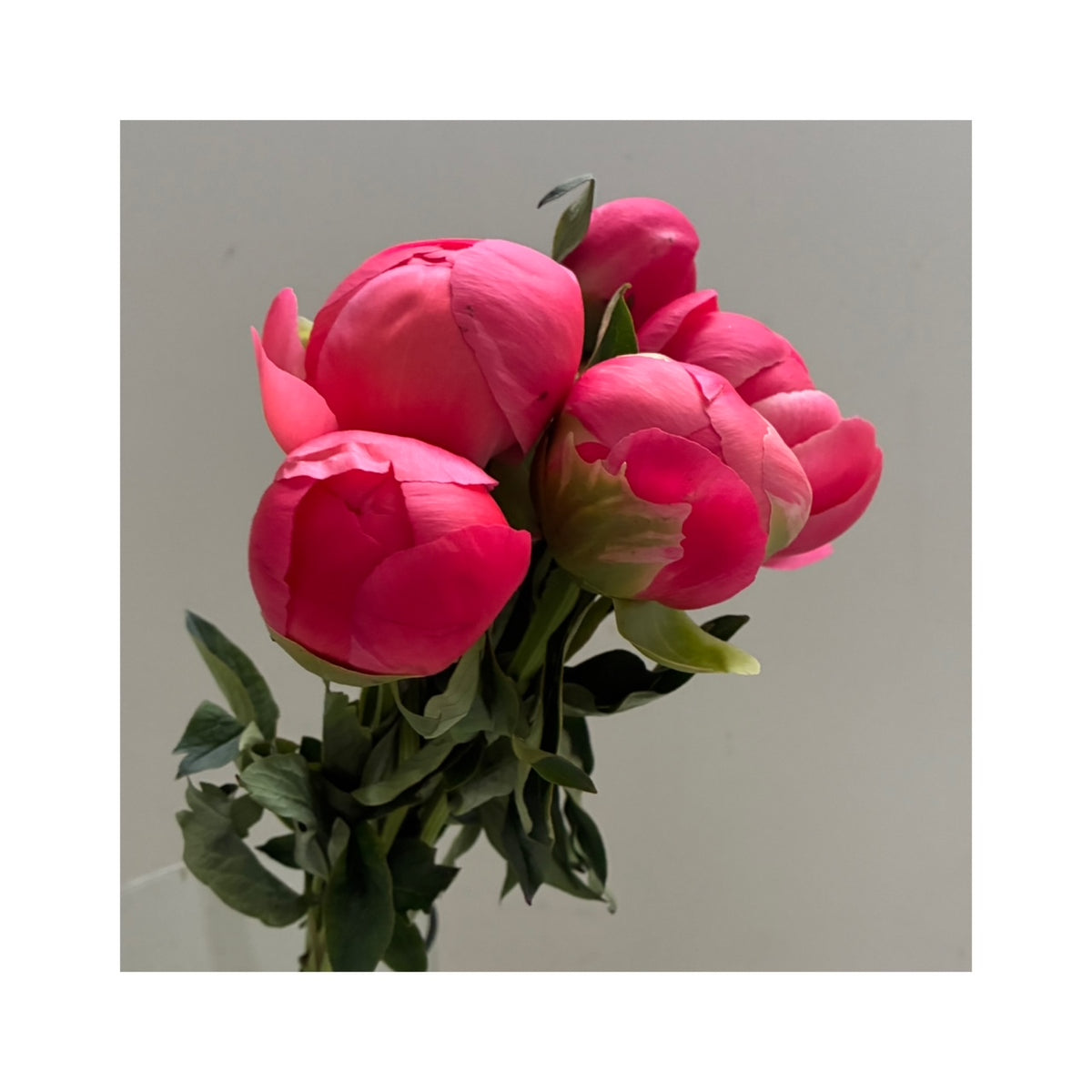Ramo 5 peonias