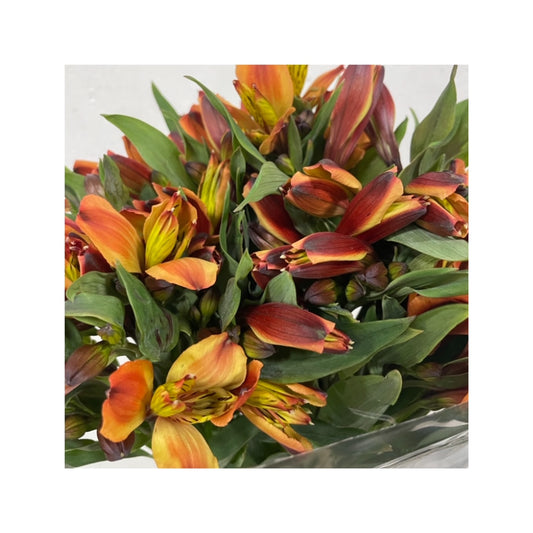 Alstroemerias naranjas