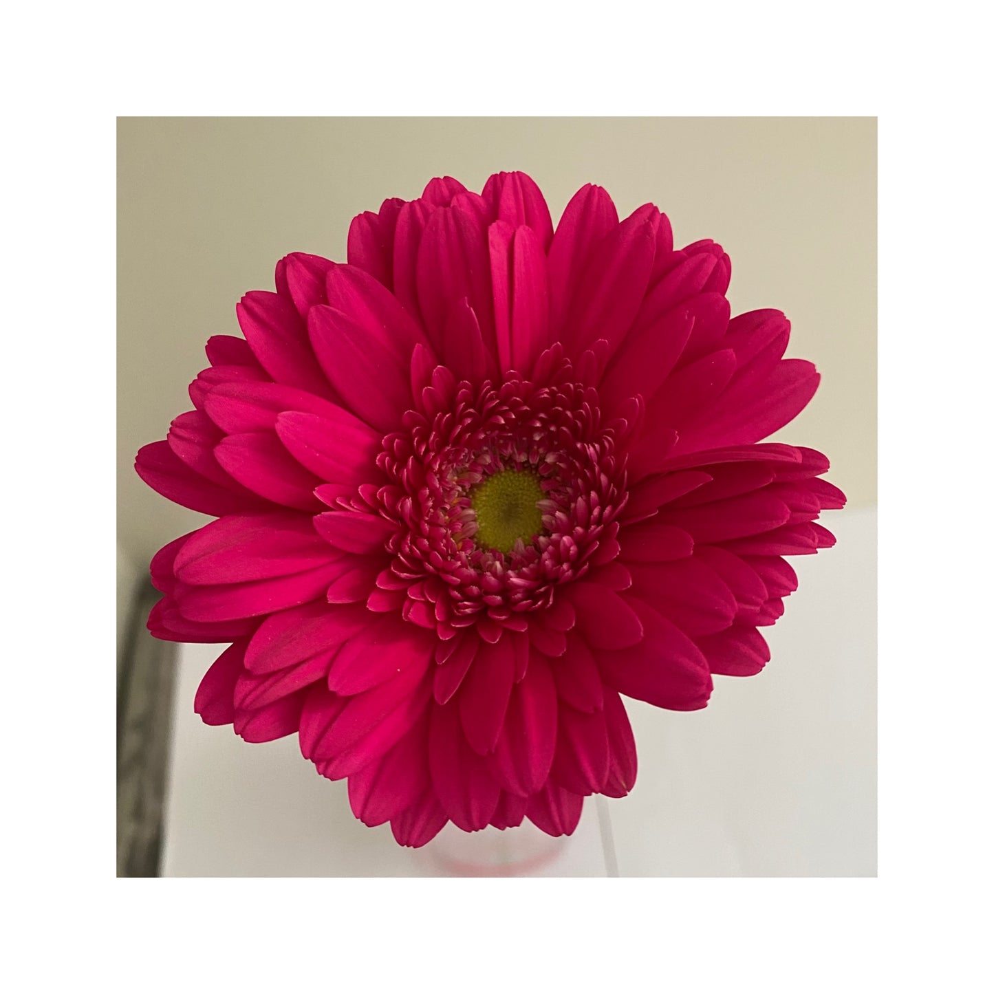 Gerbera fucsia