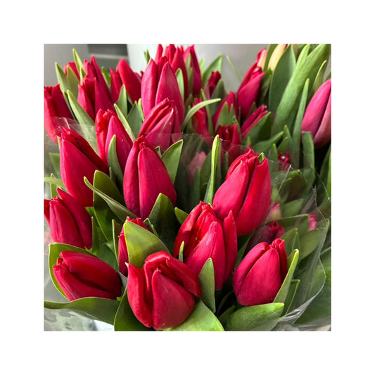 Tulipanes Fucsia