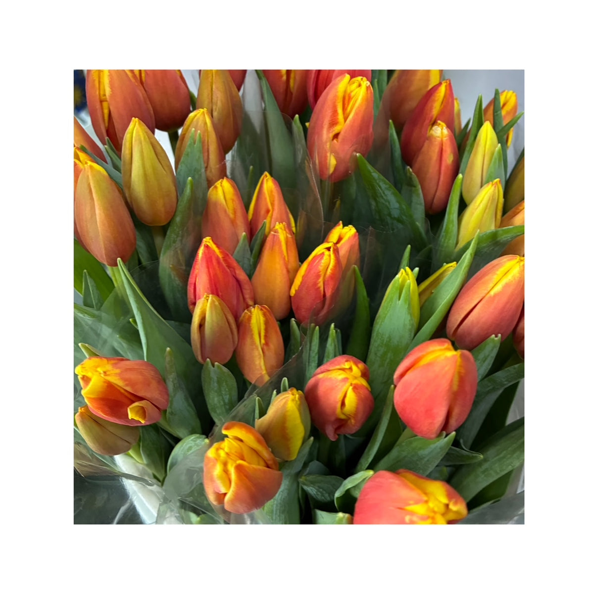 Tulipanes bicolor