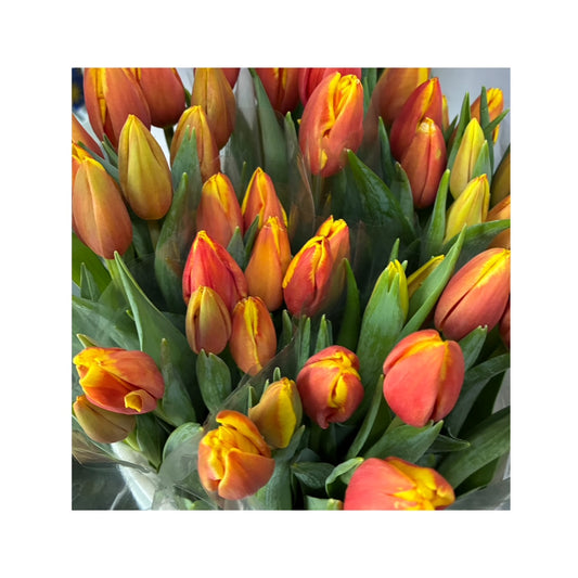 Tulipanes bicolor