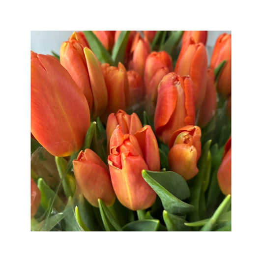tulipanes naranjos