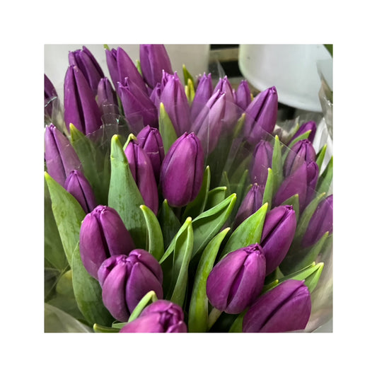 tulipanes lila