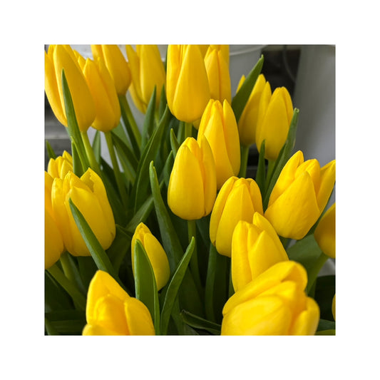tulipanes amarillos