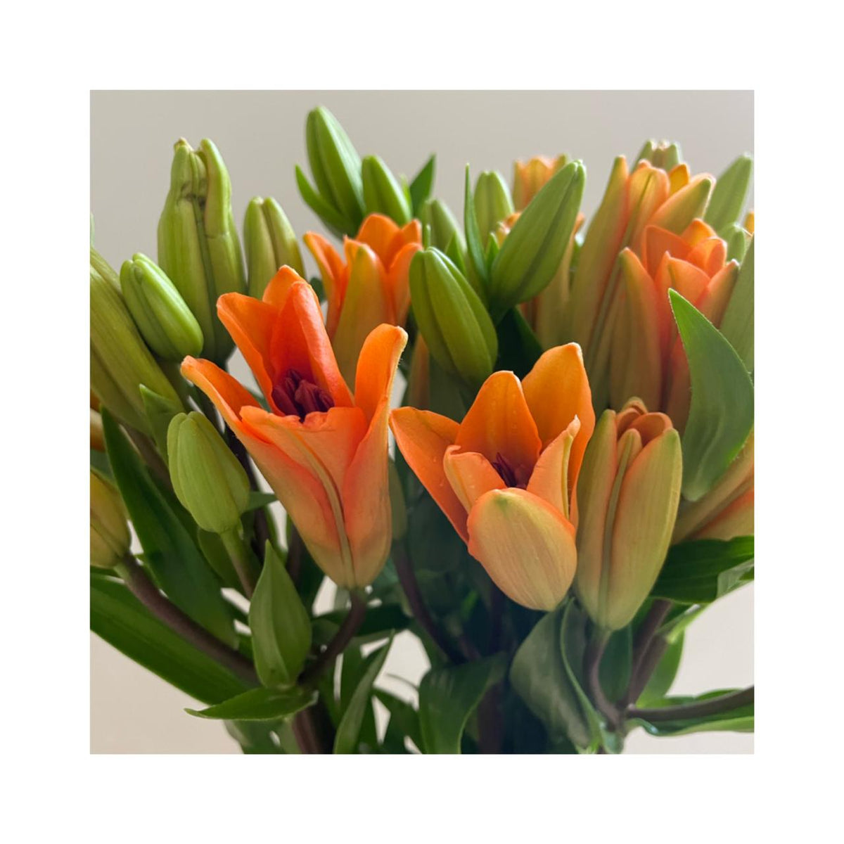 Lilium - Rosado/Naranjo 69 cm
