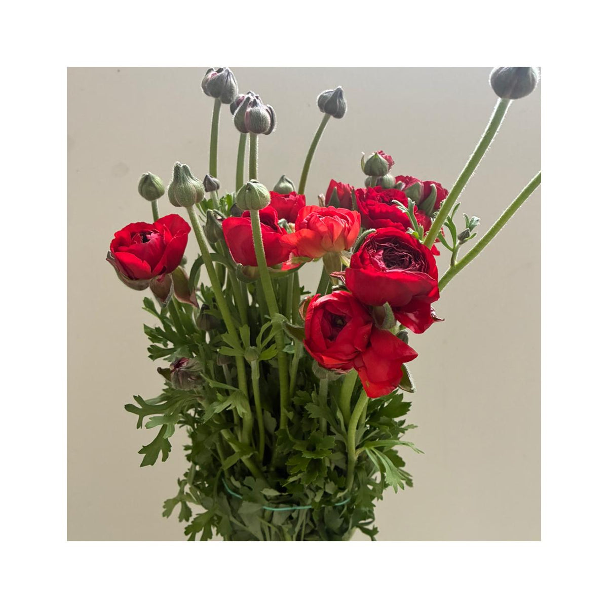 Ranúnculos rojos