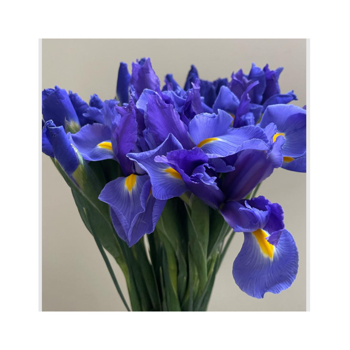 Iris