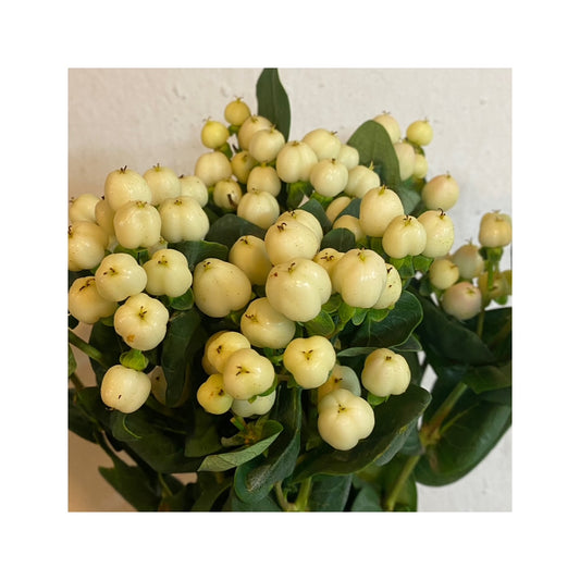 hypericum blanco